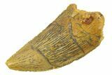 Serrated, Raptor Tooth - Real Dinosaur Tooth #285166-1